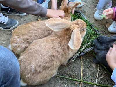 Zwei große Hasen essen Gras und werden gestreichelt