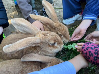 Drei Hasen werden von Hand mit Gras gefüttert