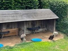 Ausflug zur Falknerei auf Schloss Rosenburg