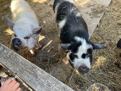 Zwei Minihängebauchschweine blicken in die Kamera