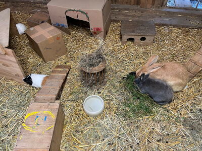 Hasen und Meerschweinchen tummeln sich in einem Gehege